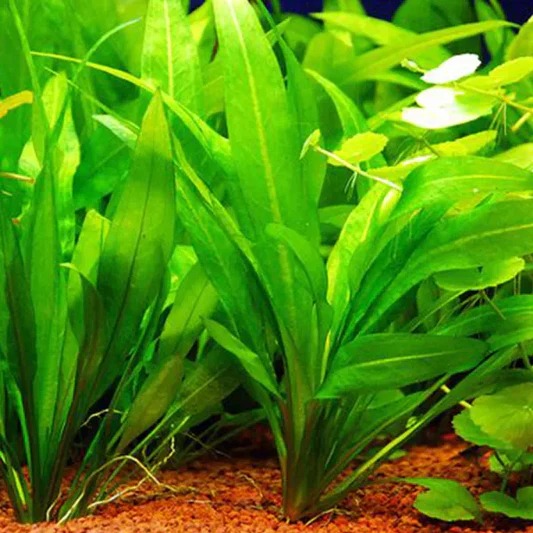 floating aquarium plants