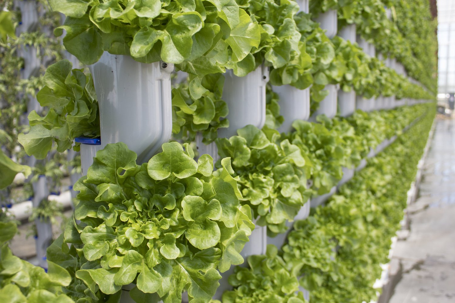 hydroponic tower garden,vegetable tower