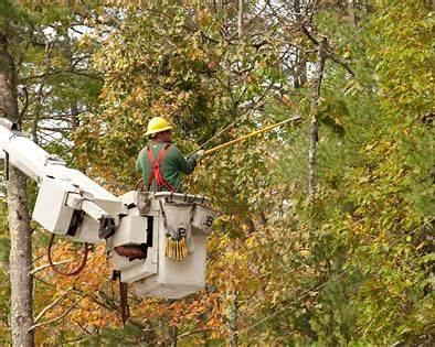 Tree removal