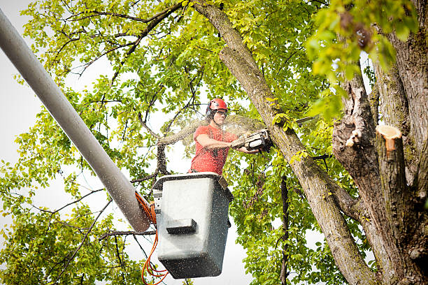 Stump Grinding